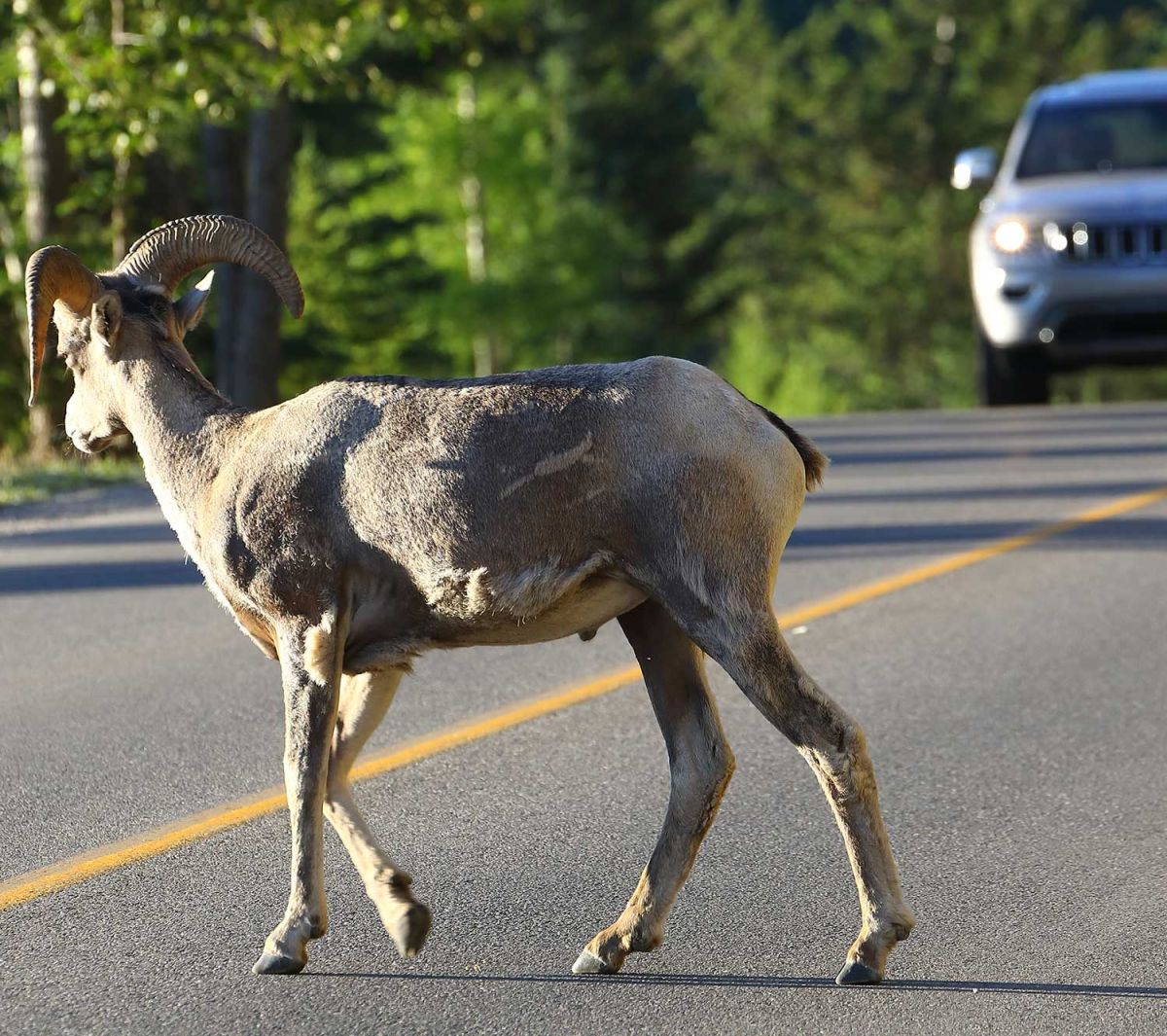Wild auf der Straße. AvD gibt Tippsshutterstock - imothy Yue (Photographer)