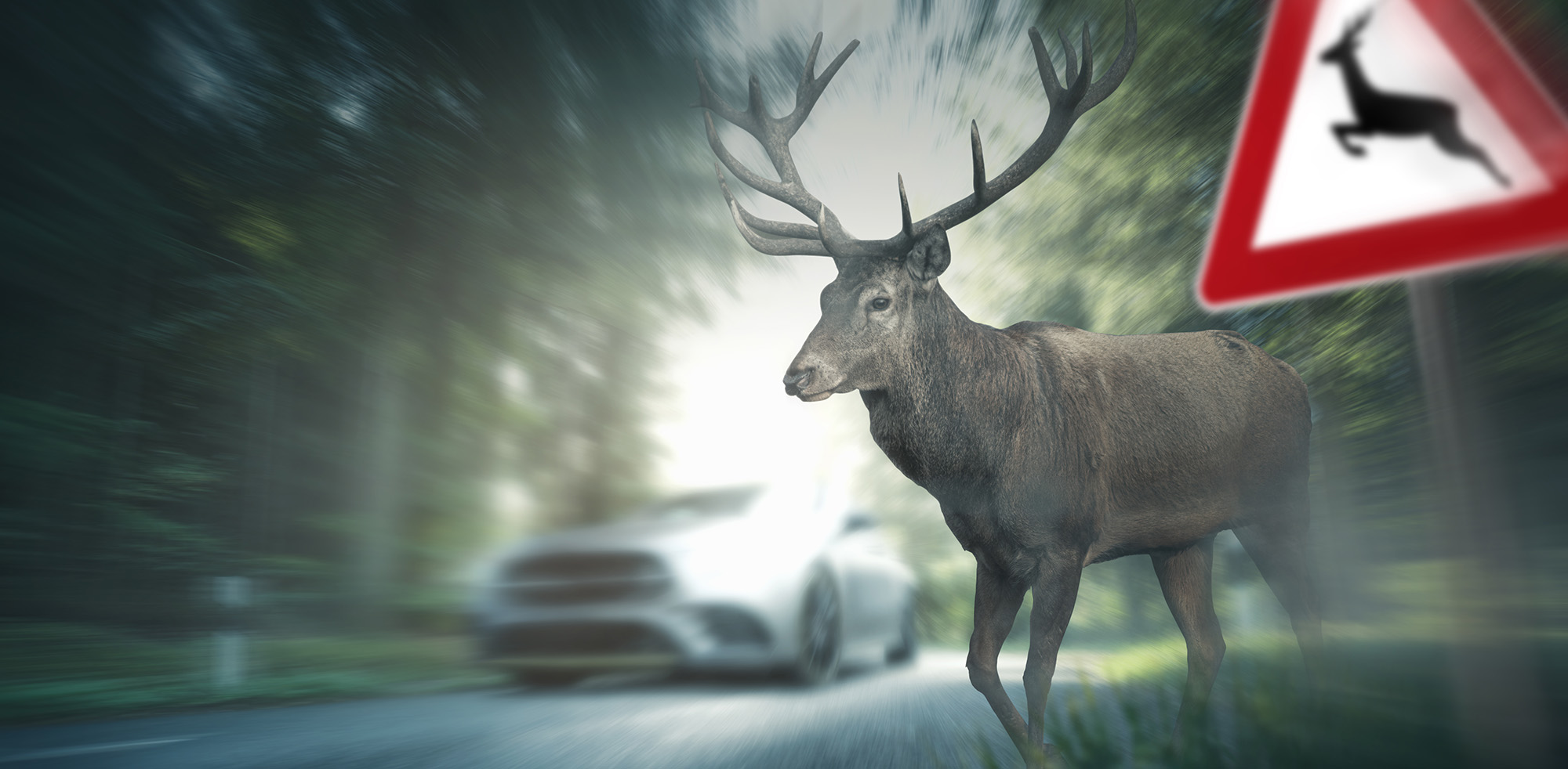 Wildwechsel WildwechselCopyright (c) 2019 m.mphoto/Shutterstock