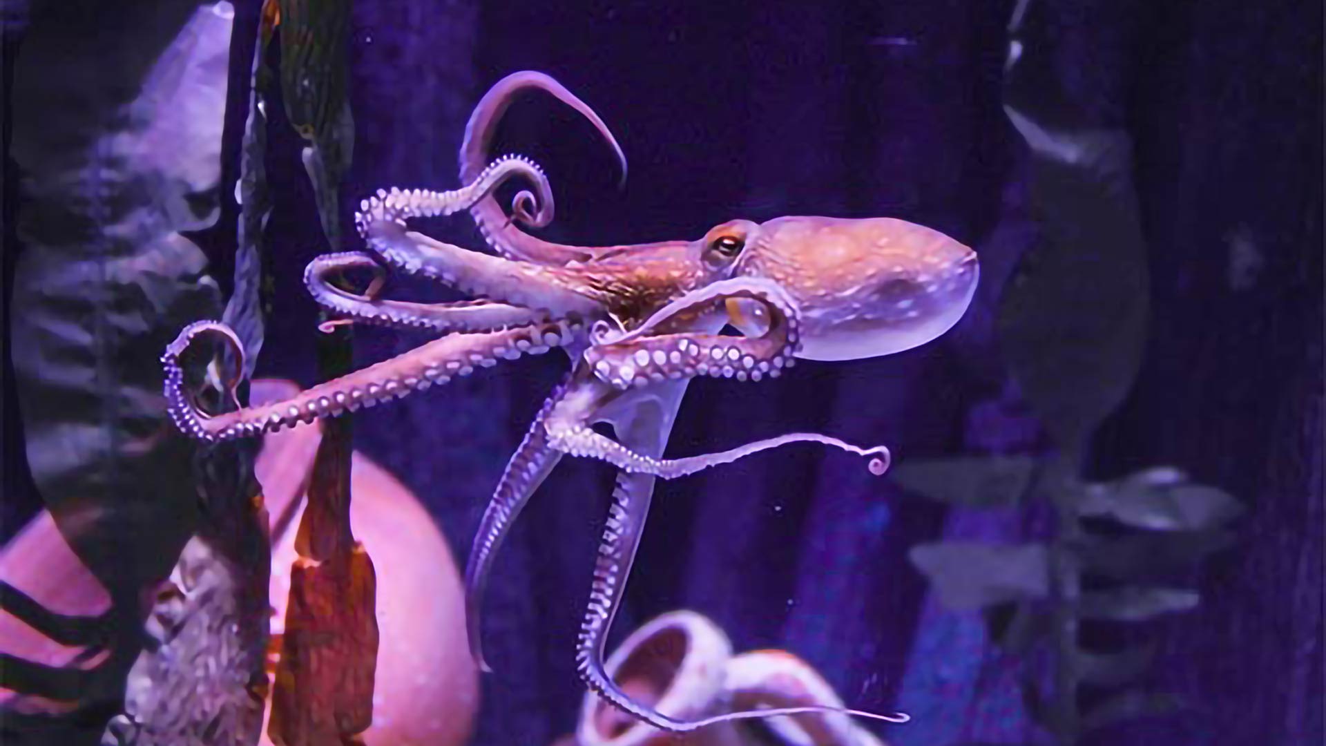 AvD Vorteilsangebot SEA LIFE Hannover© SEA LIFE Hannover