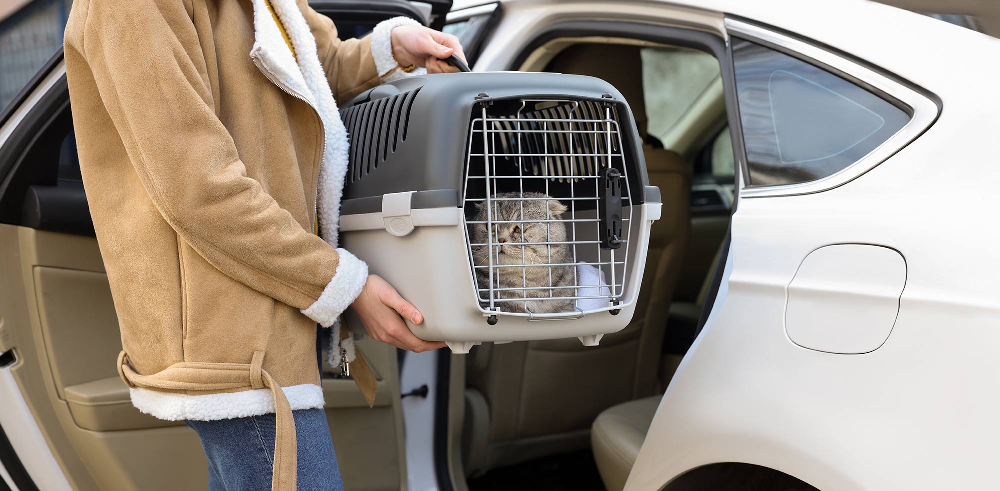 AvD Artikel - Katze liegt im Auto in einer Box.Copyright (c) 2022 New Africa/Shutterstock. No use without permission. (Photographer)