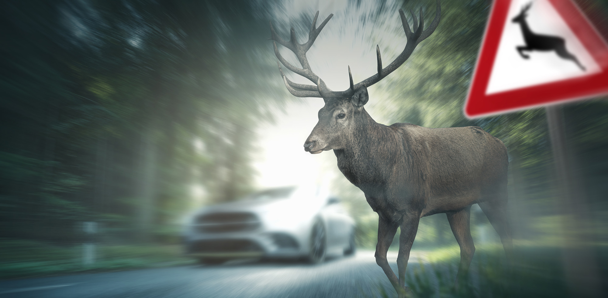 Gefahr Wildwechsel Gefahr Wildwechselm.mphoto/Shutterstock