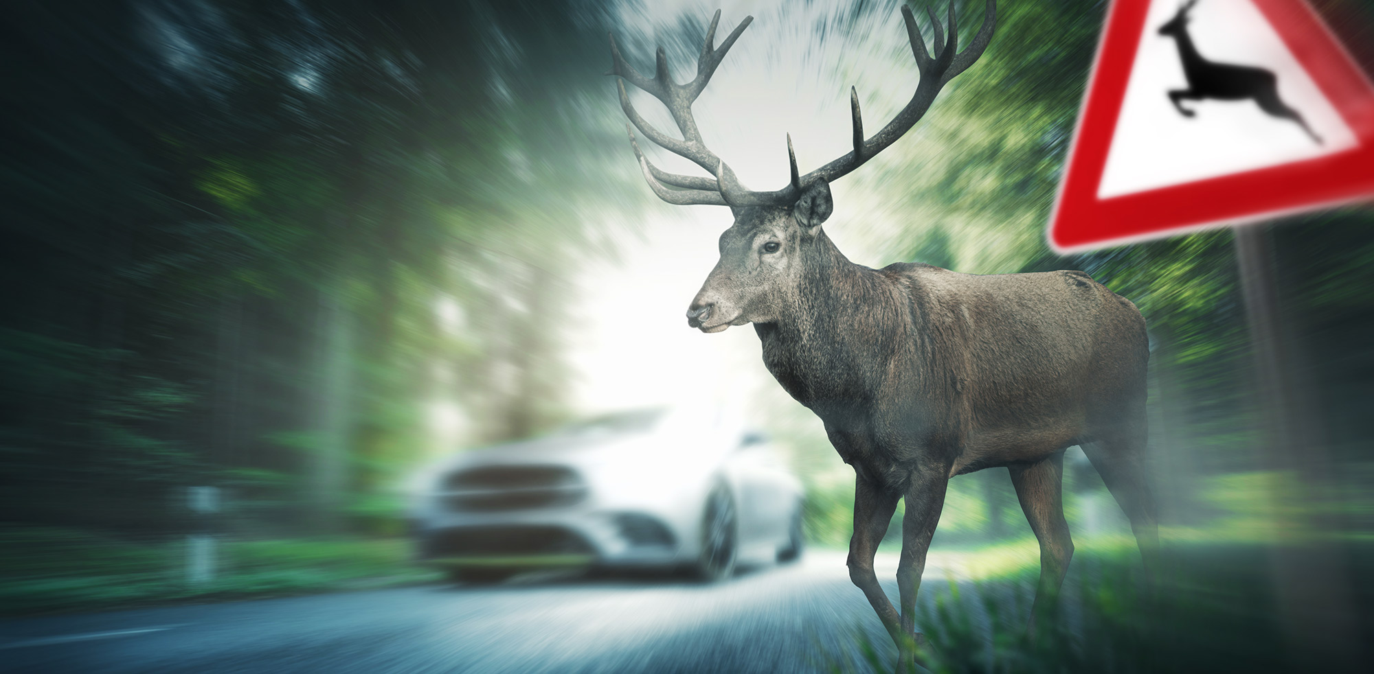 AvD Pressemeldung - Wildunfälle sind für Autofahrer eine GefahrCopyright (c) 2019 m.mphoto/Shutterstock. No use without permission. (Photographer)