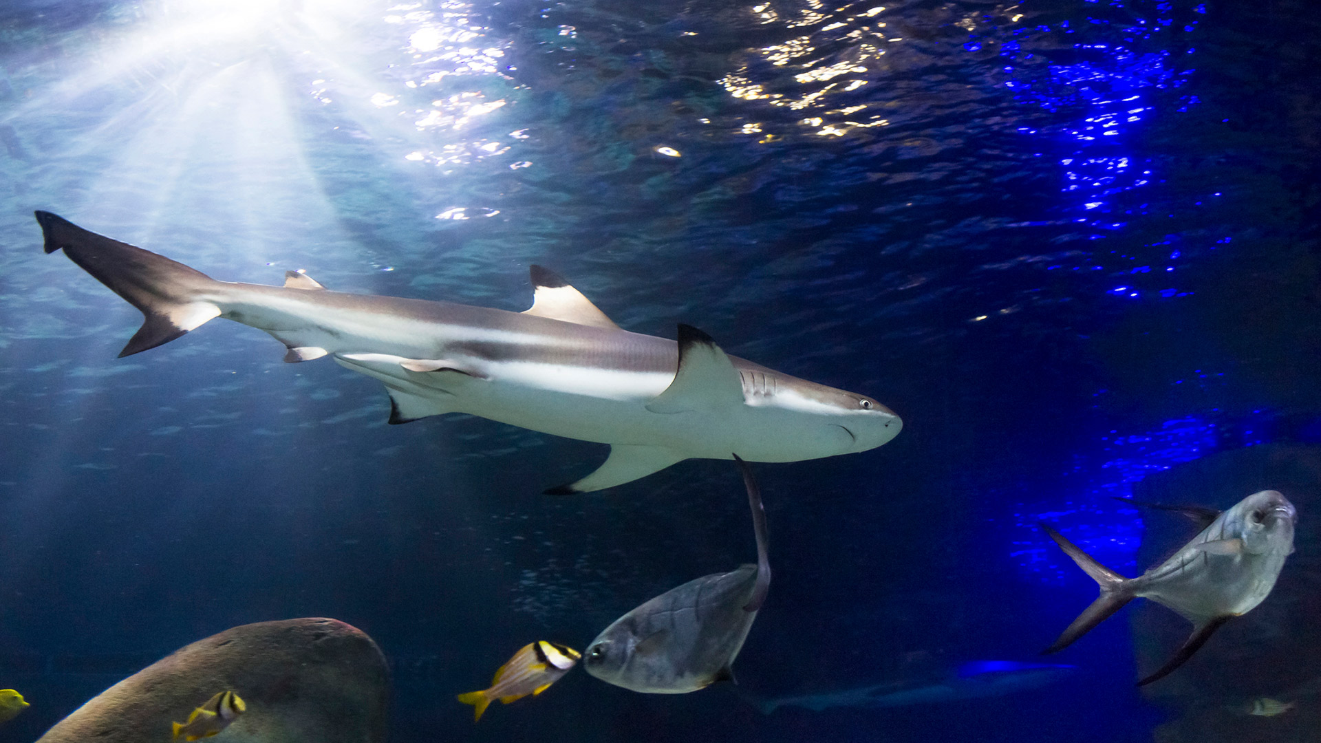 AvD Vorteilsangebot SEA LIFE Oberhausen AvD Vorteilsangebot SEA LIFE Oberhausen© SEA LIFE Oberhausen
